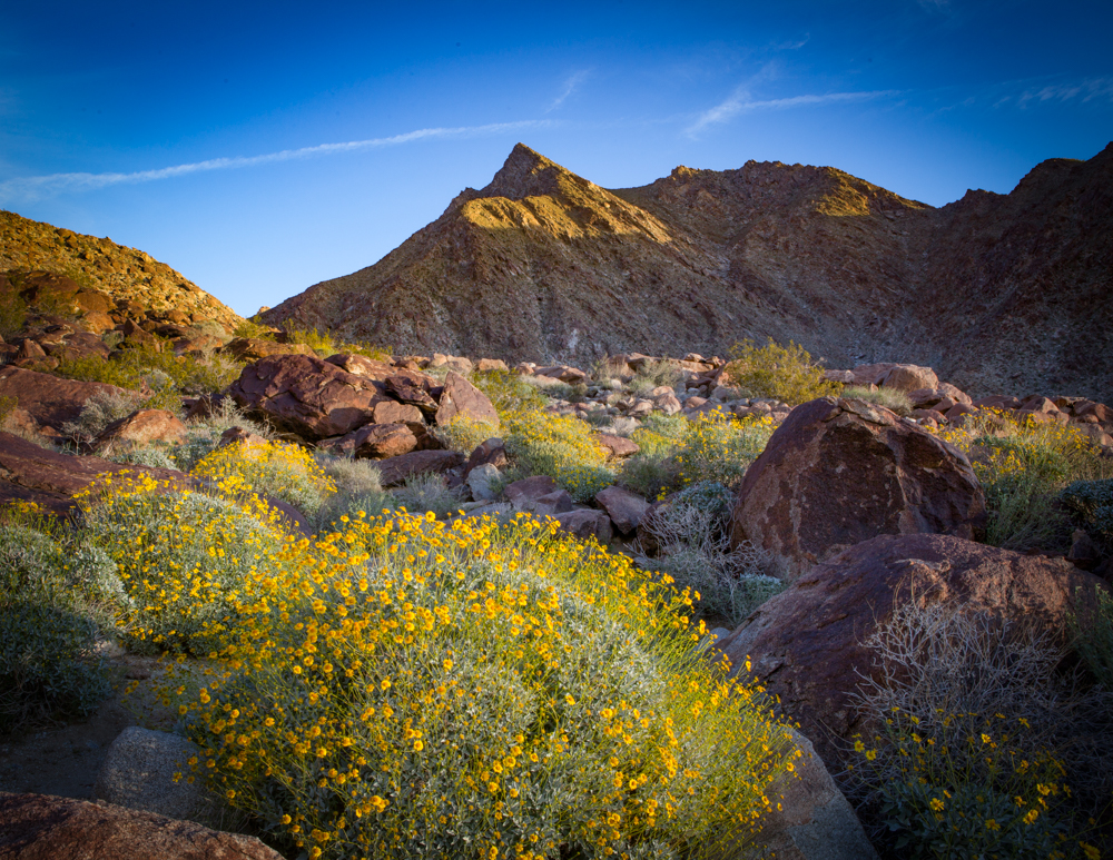 Borrego Springtime